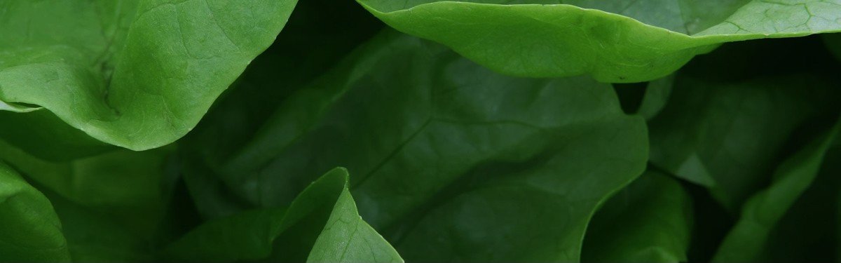 Thực phẩm tốt